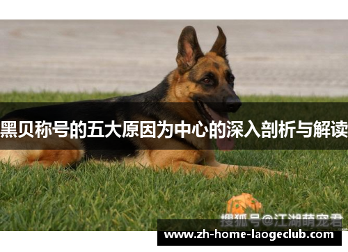 黑贝称号的五大原因为中心的深入剖析与解读